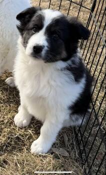 Australian Shepherd Dogs Available for Adoption - Chip | PetCurious
