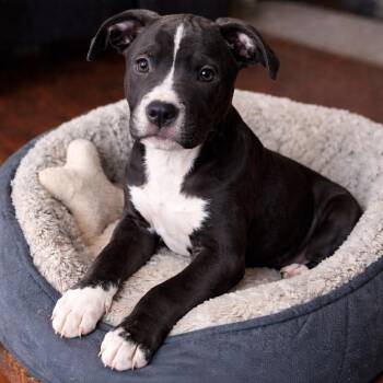 Mixed Breed Dogs Available for Adoption - TOMMY | PetCurious