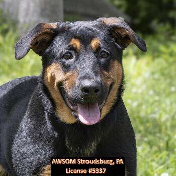 German Shepherd Dog and Rottweiler Dogs Available for Adoption in Stroudsburg, Pennsylvania - Lily | PetCurious