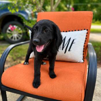 Bailey -  Black Labrador Retriever Dog for Adoption in Parrish, Alabama - Bailey | PetCurious