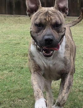 Rescue Terrier Dogs for Adoption in Euless, Texas - Camo | PetCurious