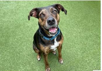 CIARA -  German Shorthaired Pointer and Mixed Breed Dog for Adoption in Fort Lauderdale, Florida - CIARA | PetCurious