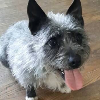 Terrier and Mixed Breed Dogs Available for Adoption - Lala | PetCurious