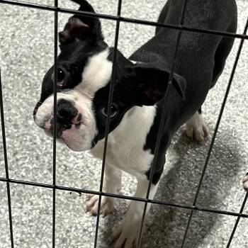 Bowie -  Boston Terrier Dog for Adoption in Antwerp, Ohio - Bowie | PetCurious