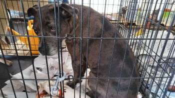 Haylee -  Catahoula Leopard Dog Dog for Adoption - Haylee | PetCurious