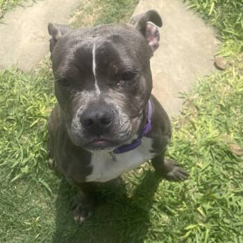 Clara -  American Bulldog Dog for Adoption in Galveston, Texas - Clara | PetCurious