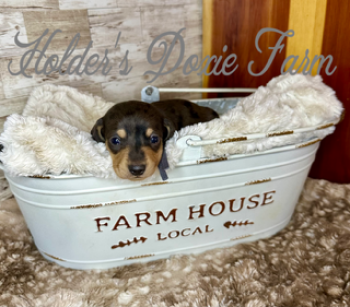 Miniature Dachshund Dogs Available for Sale - Winston | PetCurious