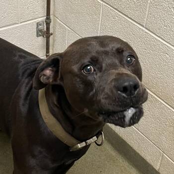 Pit Bull Terrier Dogs Available for Adoption in Harrisonburg, Virginia - 70746 | PetCurious