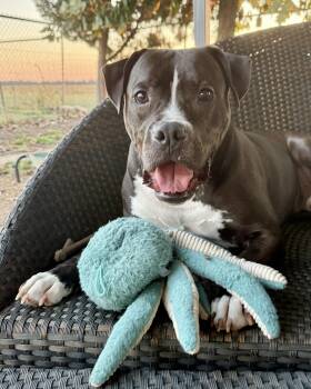 Rescue Mixed Breed and Labrador Retriever Dogs for Adoption in Tunica, Mississippi - Mugsy | PetCurious