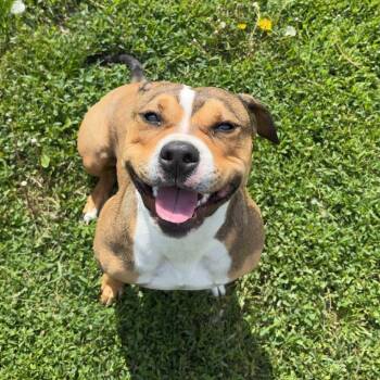 Pit Bull Terrier Dogs Available for Adoption in Rock Falls, Illinois - Sophie | PetCurious