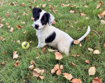 Taco -  Jack Russell Terrier and Border Terrier Dog for Adoption - Taco | PetCurious