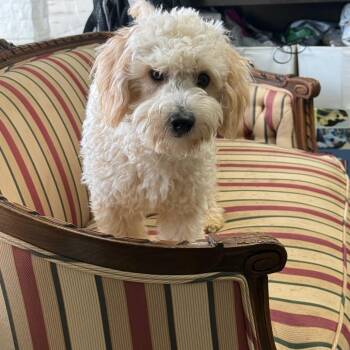 Tater -  Cavalier King Charles Spaniel and Poodle Dog for Adoption in Normal, Illinois - Tater | PetCurious