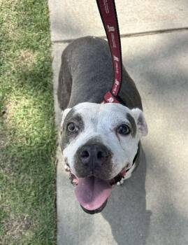 Rescue American Bulldog Dogs for Adoption in Troy, Alabama - Mollie | PetCurious