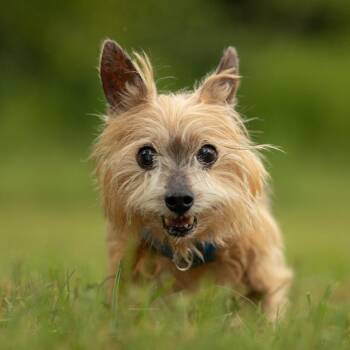 Max -  Yorkshire Terrier Dog for Adoption in Hillsborough, North Carolina - Max | PetCurious