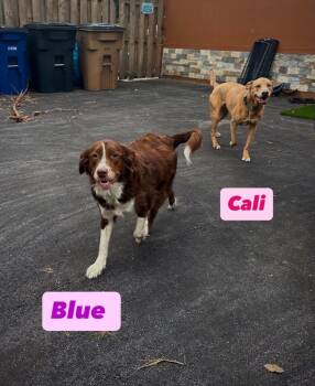 Blue -  English Springer Spaniel and Brittany Spaniel Dog for Adoption in Murray, Nebraska - Blue | PetCurious