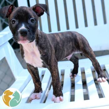 Uno -  Pit Bull Terrier Dog for Adoption in Toledo, Ohio - Uno | PetCurious