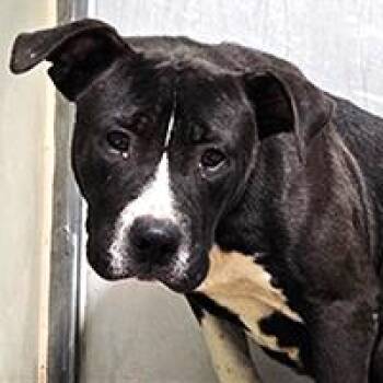 Murphy - URGENT -  Pit Bull Terrier Dog for Adoption in Thousand Oaks, California - Murphy - URGENT | PetCurious