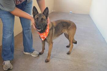 Buffy -  Belgian Shepherd Malinois Dog for Adoption in Mckinney, Texas - Buffy | PetCurious