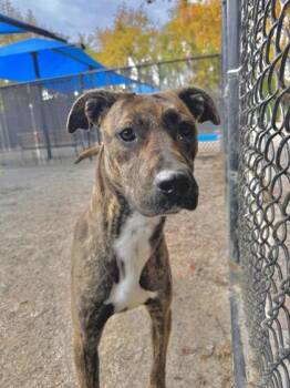 Rescue Pit Bull Terrier Dogs for Adoption in Philadelphia, Pennsylvania - Rockette | PetCurious