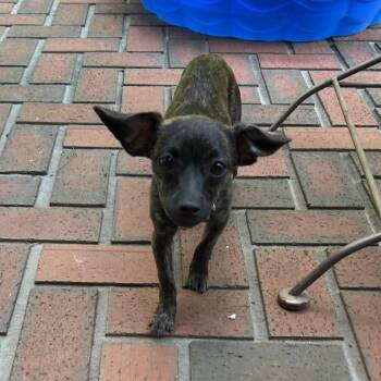 Peggy -  Mixed Breed Dog for Adoption in Brownsboro, Alabama - Peggy | PetCurious