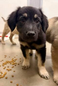 Walnut -  Flat Coated Retriever and Anatolian Shepherd Dog for Adoption in Phoenix, Arizona - Walnut | PetCurious