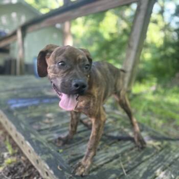 Mixed Breed Dogs Available for Adoption in Edwardsville, Illinois - Ricochet (Brownie) | PetCurious