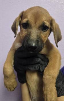 puppy 7 -  Mixed Breed Dog for Adoption in El Paso, Texas - Puppy 7 | PetCurious