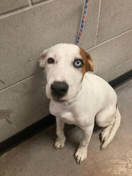 MAC N CHEESE -  Mixed Breed Dog for Adoption in Dallas, Texas - MAC N CHEESE | PetCurious