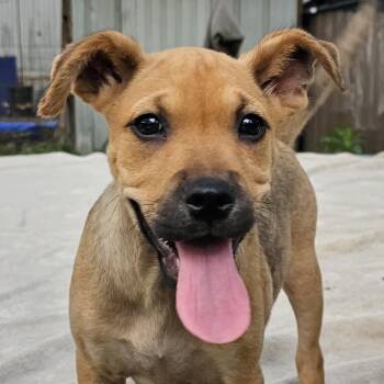 Paisley -  Pug Dog for Adoption in Cleveland, Texas - Paisley | PetCurious