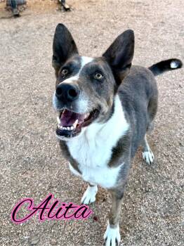 Rescue German Shepherd Dog Dogs for Adoption in Boerne, Texas - Alita | PetCurious