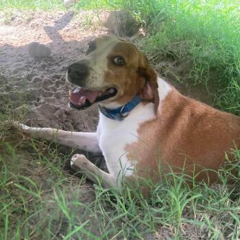 Hank -  Basset Hound Dog for Adoption in Wando, South Carolina - Hank | PetCurious