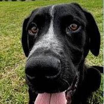 Black Labrador Retriever and Pointer Dogs Available for Adoption in Calverton, New York - Deuce | PetCurious