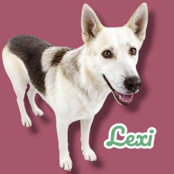 Lexi -  Husky and German Shepherd Dog Dog for Adoption in Scottsdale, Arizona - Lexi | PetCurious