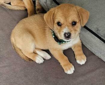 Mixed Breed Dogs Available for Adoption in Mesa, Arizona - Mira | PetCurious