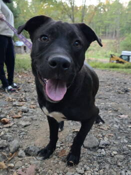 Rescue Pit Bull Terrier and Labrador Retriever Dogs for Adoption in Ball Ground, Georgia - Douglas | PetCurious