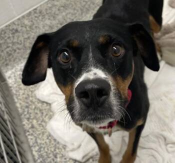 Hera -  Labrador Retriever and Australian Cattle Dog Blue Heeler Dog for Adoption in Golden, Colorado - Hera | PetCurious