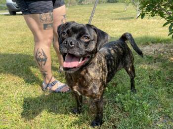 Pug and Hound Dogs Available for Adoption in Winnabow, North Carolina - Doc | PetCurious