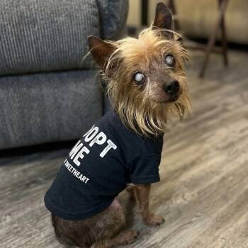 Freddy -  Yorkshire Terrier and Mixed Breed Dog for Adoption in Corpus Christi, Texas - Freddy | PetCurious