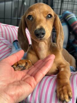 Rescue Miniature Dachshund Dogs for Adoption in Portland, Oregon - Winston (Medical Hold) | PetCurious