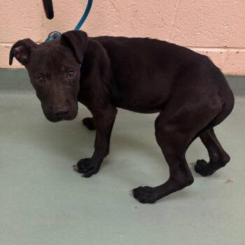 Mixed Breed Dogs Available for Adoption - Bullymon | PetCurious