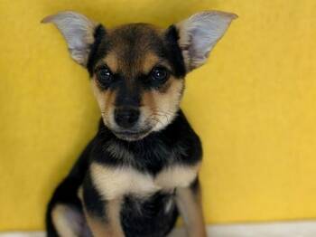 Bobby -  Chihuahua and Miniature Pinscher Dog for Adoption in Portland, Oregon - Bobby | PetCurious