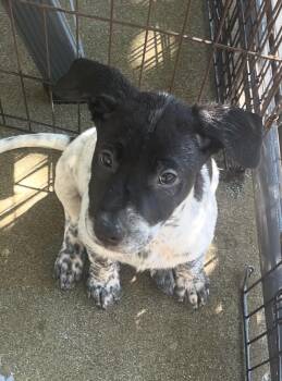 Rescue Australian Cattle Dog Blue Heeler Dogs for Adoption in Rancho Cucamonga, California - Joey | PetCurious