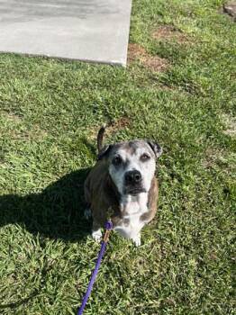 Agnes -  Mixed Breed Dog for Adoption in Vero Beach, Florida - Agnes | PetCurious
