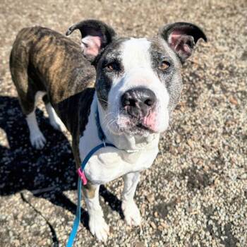 Tulare -  Pit Bull Terrier Dog for Adoption in Oakland, California - Tulare | PetCurious