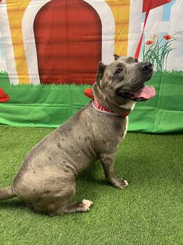 Zoey -  Terrier Dog for Adoption in Euless, Texas - Zoey | PetCurious