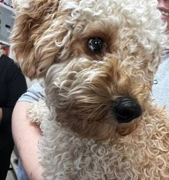 Teddy -  Poodle and Yorkshire Terrier Dog for Adoption in Pomona, New York - Teddy | PetCurious