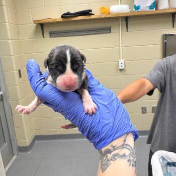 Cricket -  Mixed Breed Dog for Adoption in Springboro, Ohio - Cricket | PetCurious