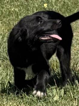 CHAPLIN -  German Shepherd Dog and Border Collie Dog Available for Adoption in Sebec, Maine - CHAPLIN | PetCurious