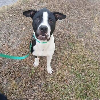 Sam -  Pit Bull Terrier and Labrador Retriever Dog for Adoption in Silsbee, Texas - Sam | PetCurious