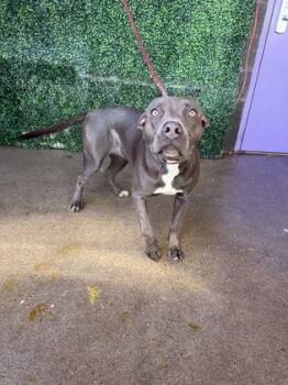 61786981 -  Pit Bull Terrier and Mixed Breed Dog for Adoption in El Paso, Texas - 61786981 | PetCurious